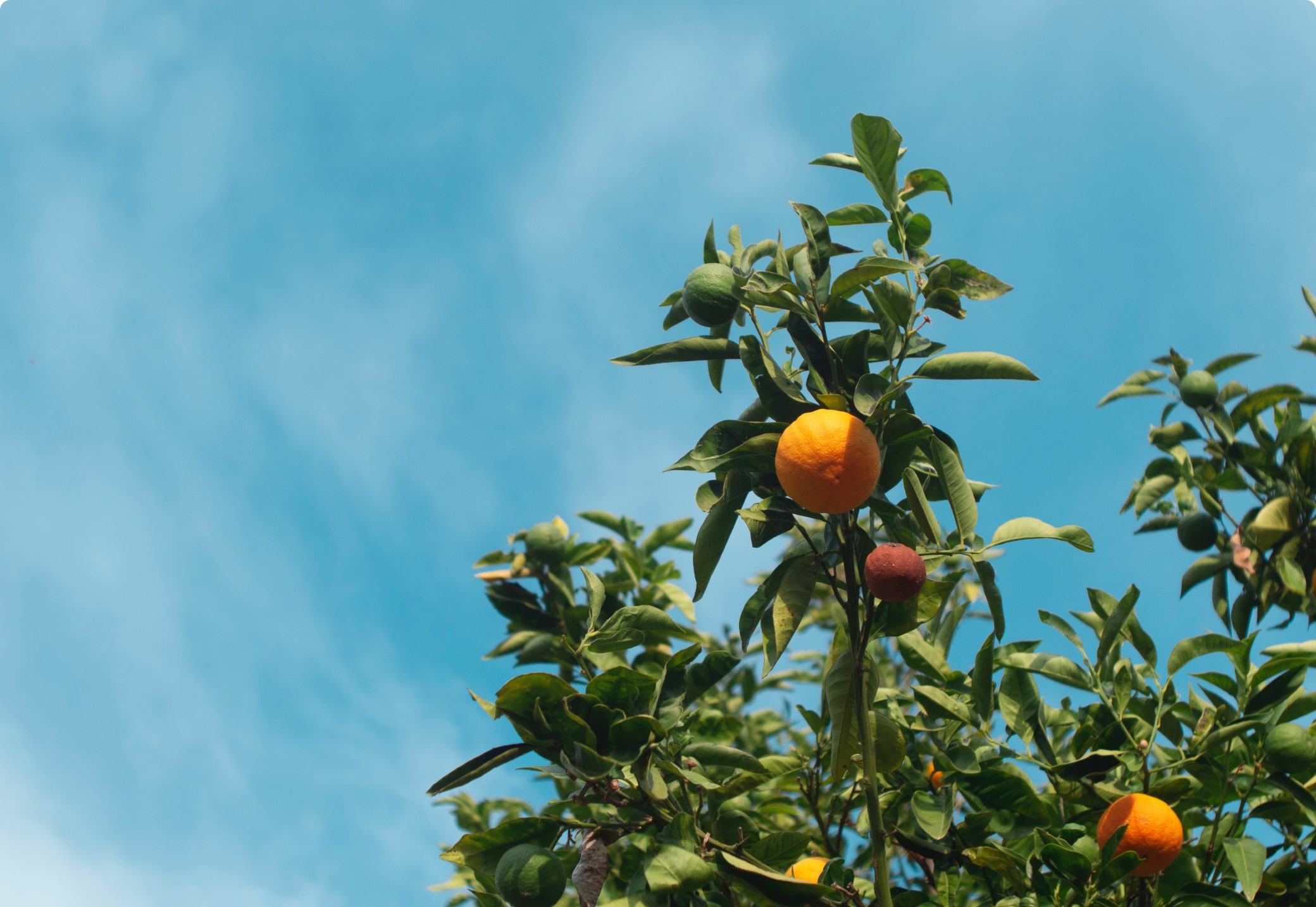 5 Sustainable Startups on a mission to fix our food system